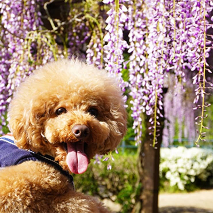 トイプードルとふじの花