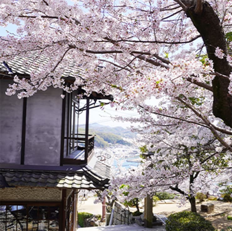 尾道と桜